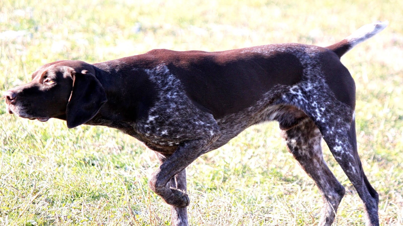 German Shorthaired Pointer German Choices