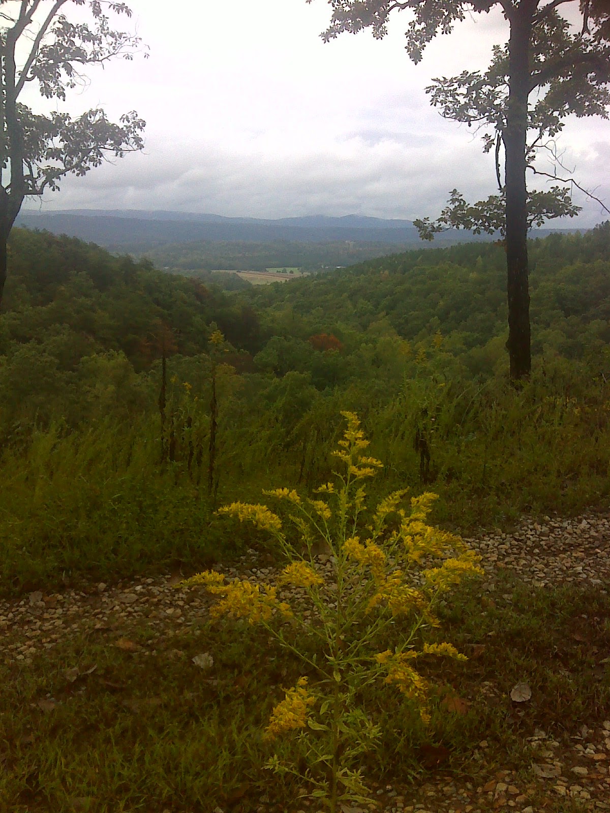 Heart and Sole Longleaf pine restoration in NW
