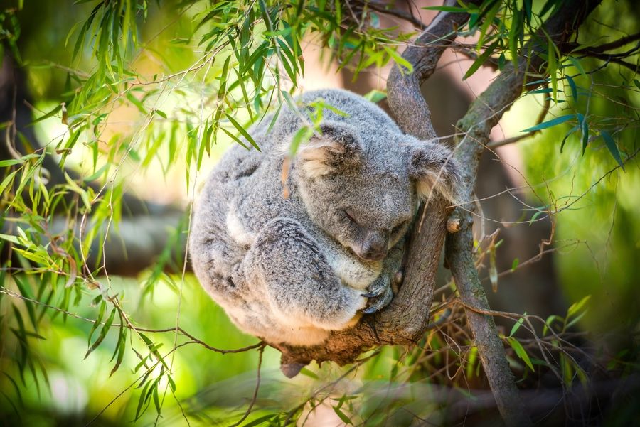 5. Sleeping Koala by Eaton Zhou