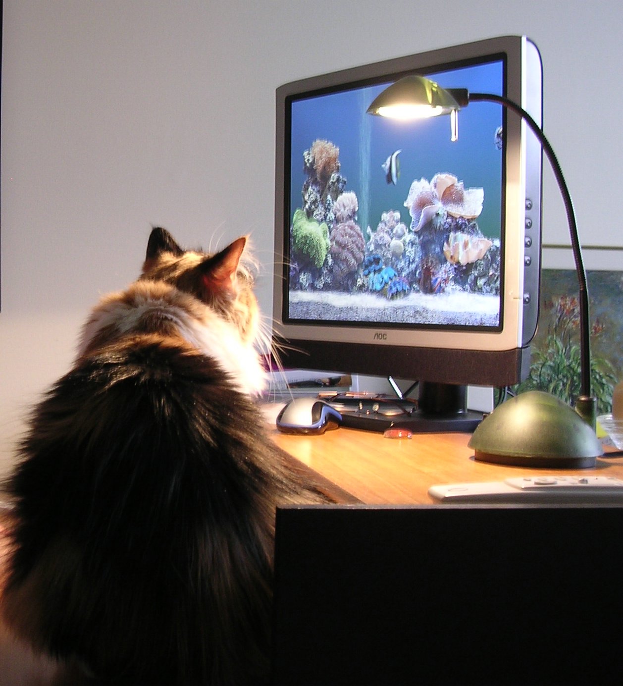Смотрят кошки на экране. Котик за компьютером. Коты и компьютеры. Смешной монитор. Кот на мониторе.