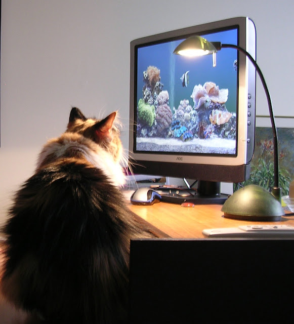 ~Cookiecat at Computer~ by ~Sage~ from flickr (CC-NC-ND)