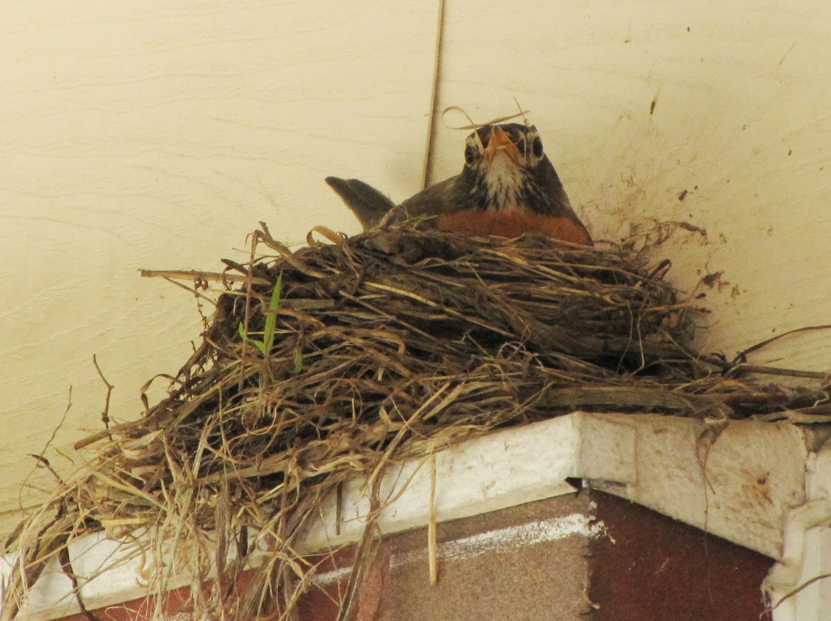 Out and About the Midwest Mother Robin Building Her Nest In the Same