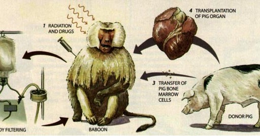 Трансплантация органов у животных. Метод пересадки ядер клонирование. Ветеринария в животноводстве. Опыты на мышах. Пересадка животных.