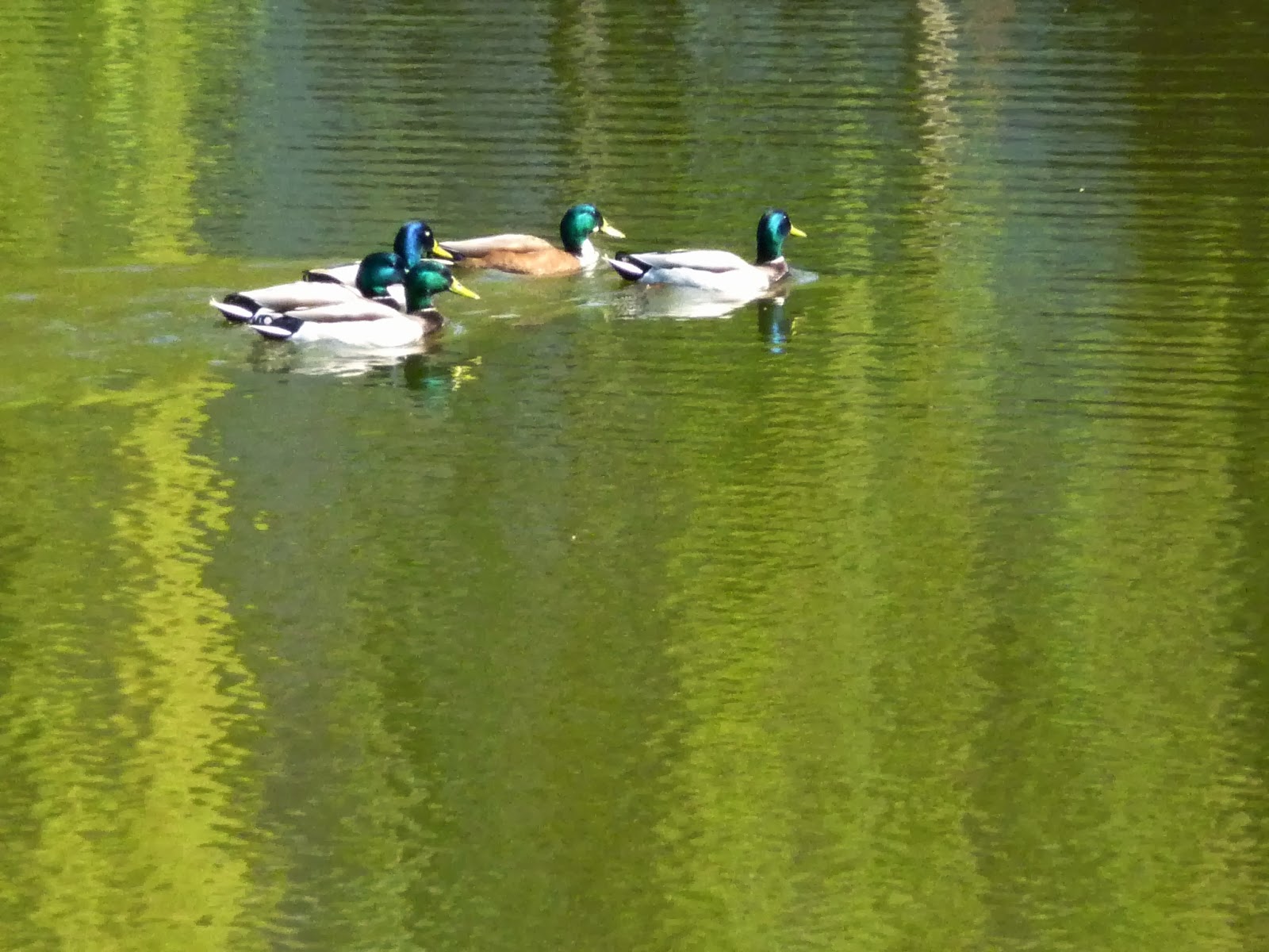 Learnings Program Parental models in birds