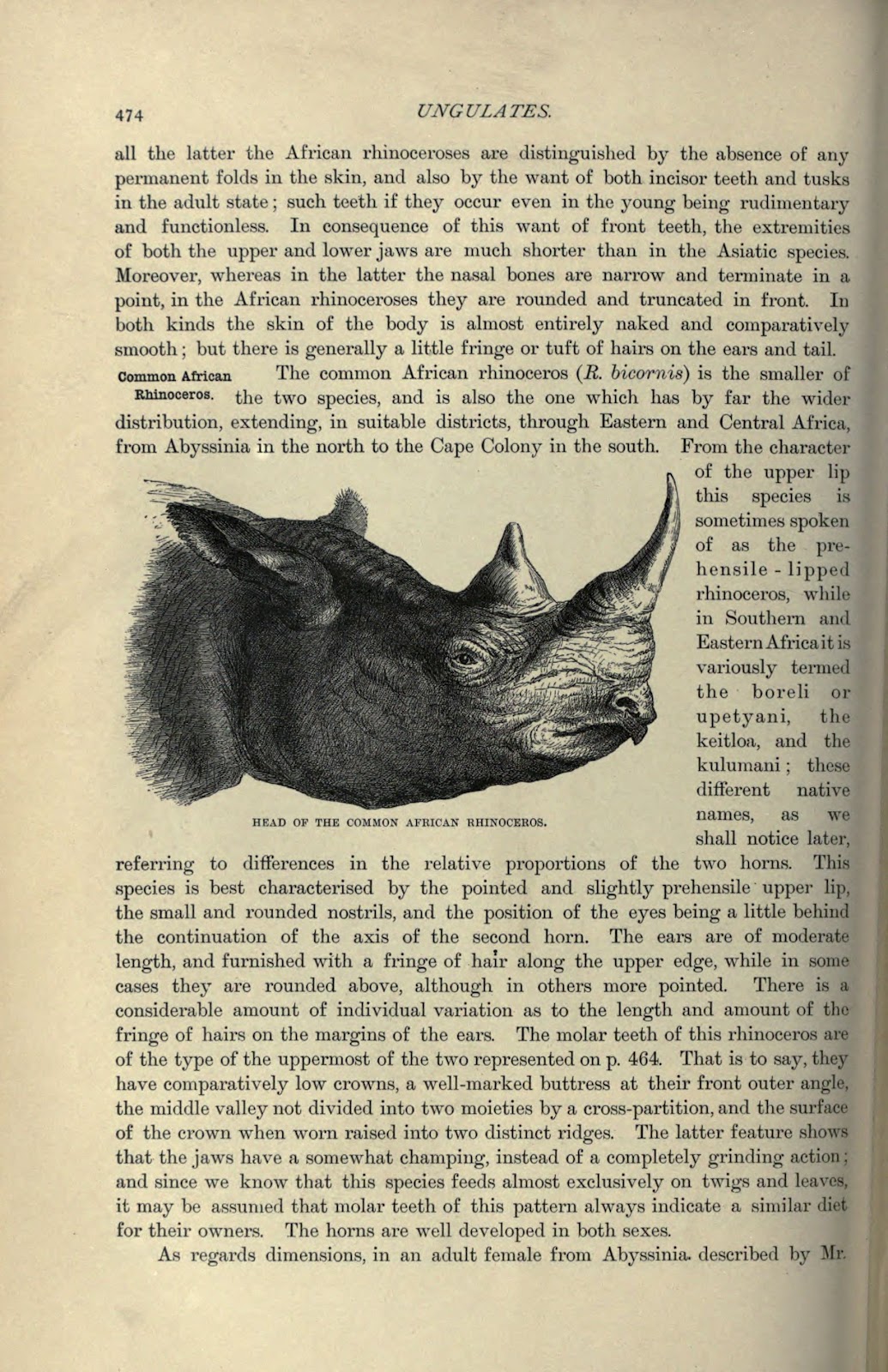 El Hurgador [Arte en la Red]: Rinocerontes / Rhinos (XVII)