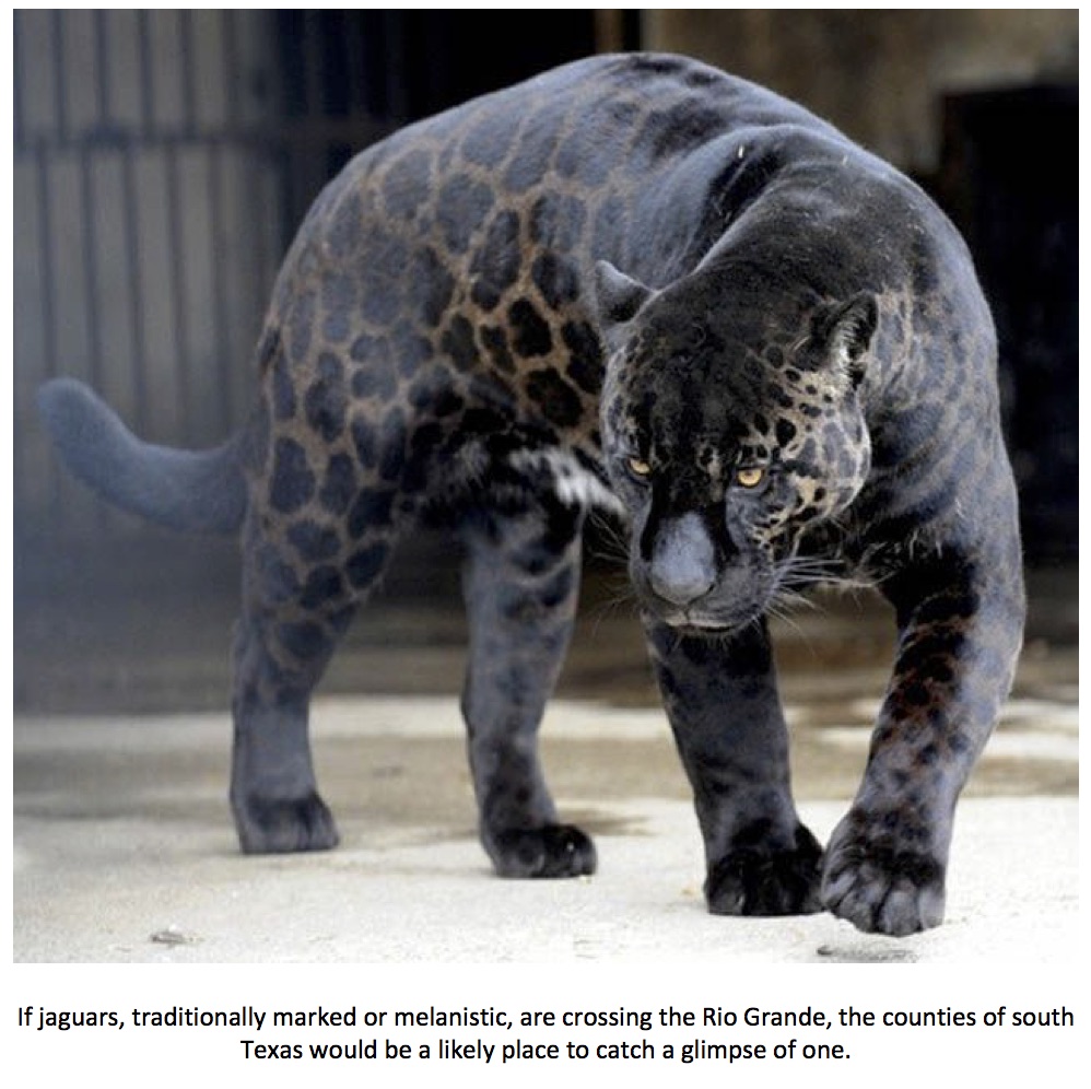 Texas Cryptid Hunter Black Panther Sightings in Texas Continue