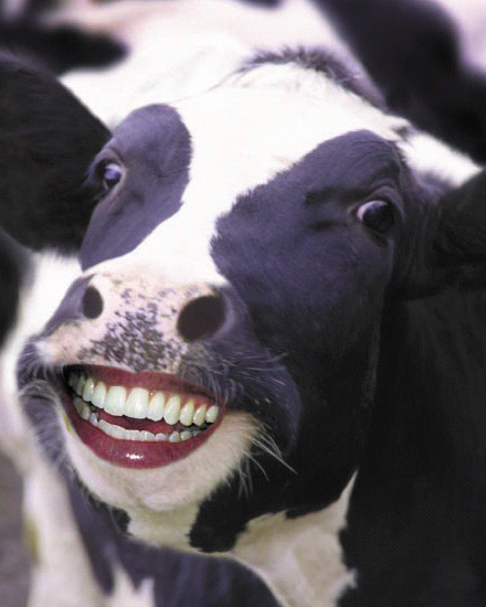 Cow's+Teeth.jpg