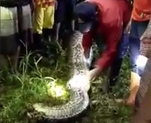 Under The Angsana Tree Missing man found inside 7m python