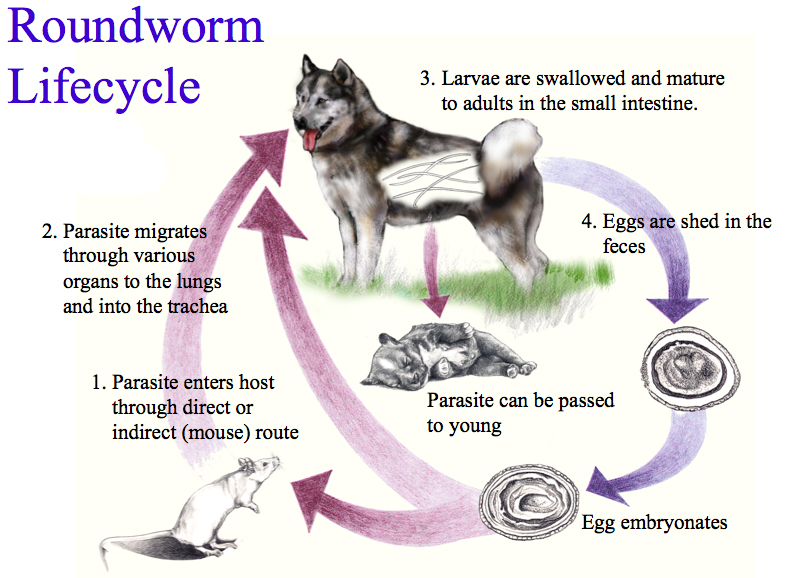 It's a Dog's World Symptoms To Detect Different Intestinal Worms In Dogs