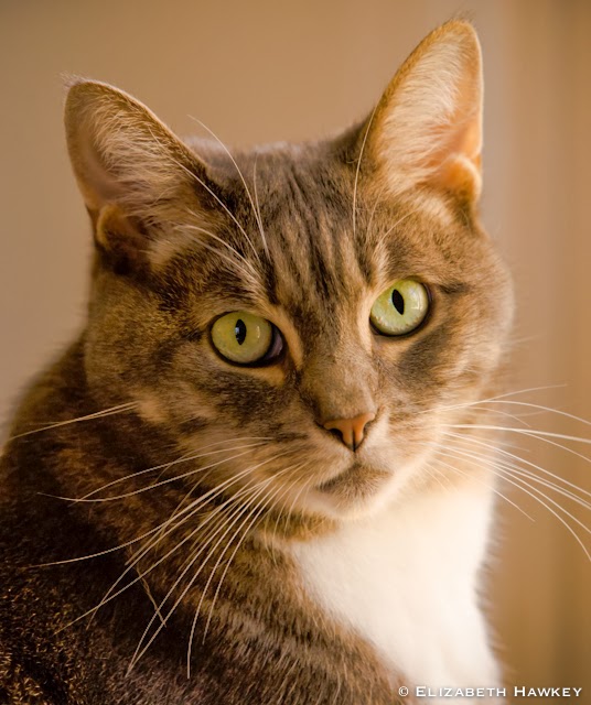 две серые кошки. зеленые коты ричарда сондерса. котята на природе. дымчатая кошка с зелеными глазами. два зеленых кота.