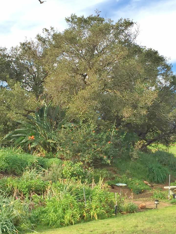 All About Ramona CA Horse properties for sale in Ramona, CA. 2703