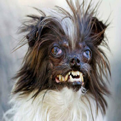 Fotos-dos-cachorros-mais-feios-do-mundo 