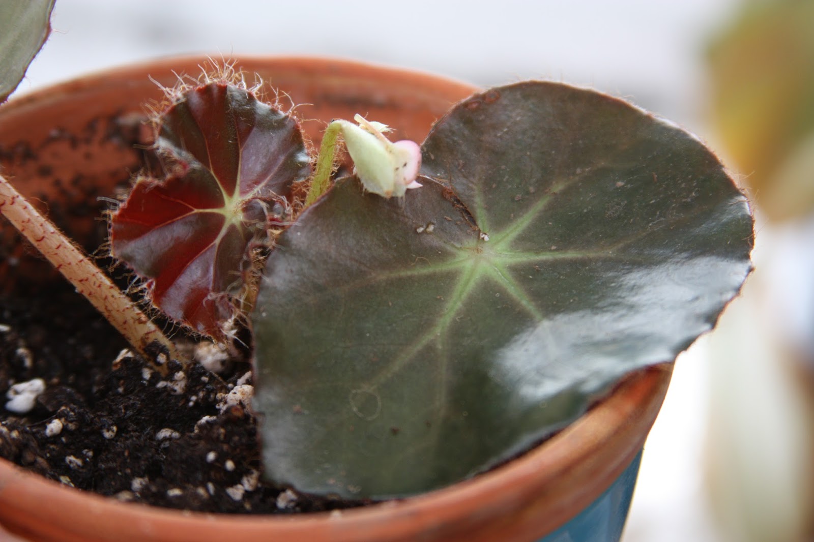 Beefsteak Begonia Propagate Stem Cuttings