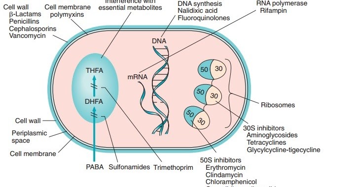 [Microbiology] Atlas about Antibiotic Mechanisms of Action and