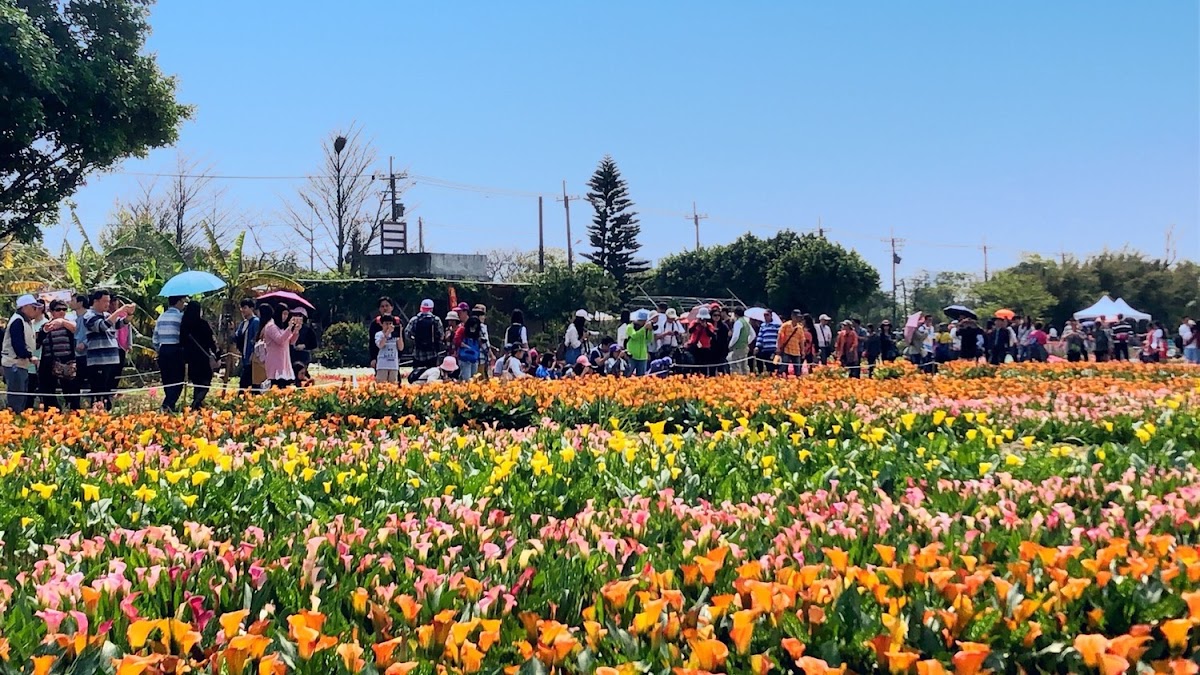 桃園市彩芋季3/10登場後,天天遊客絡繹不絕,桃園市副秘書長邱俊銘都忍不住呼籲民眾,善用平日時間去賞彩芋。 桃園市彩芋季3/10登場後,天天遊客絡繹不絕,桃園市副秘書長邱俊銘都忍不住呼籲民眾,善用平日時間去賞彩芋。
