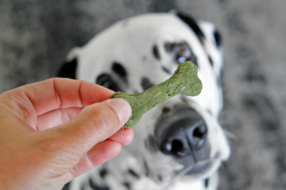 {RECIPE} Merry Fishmas! Naturally Green Sardine Dog Treats — Dalmatian DIY