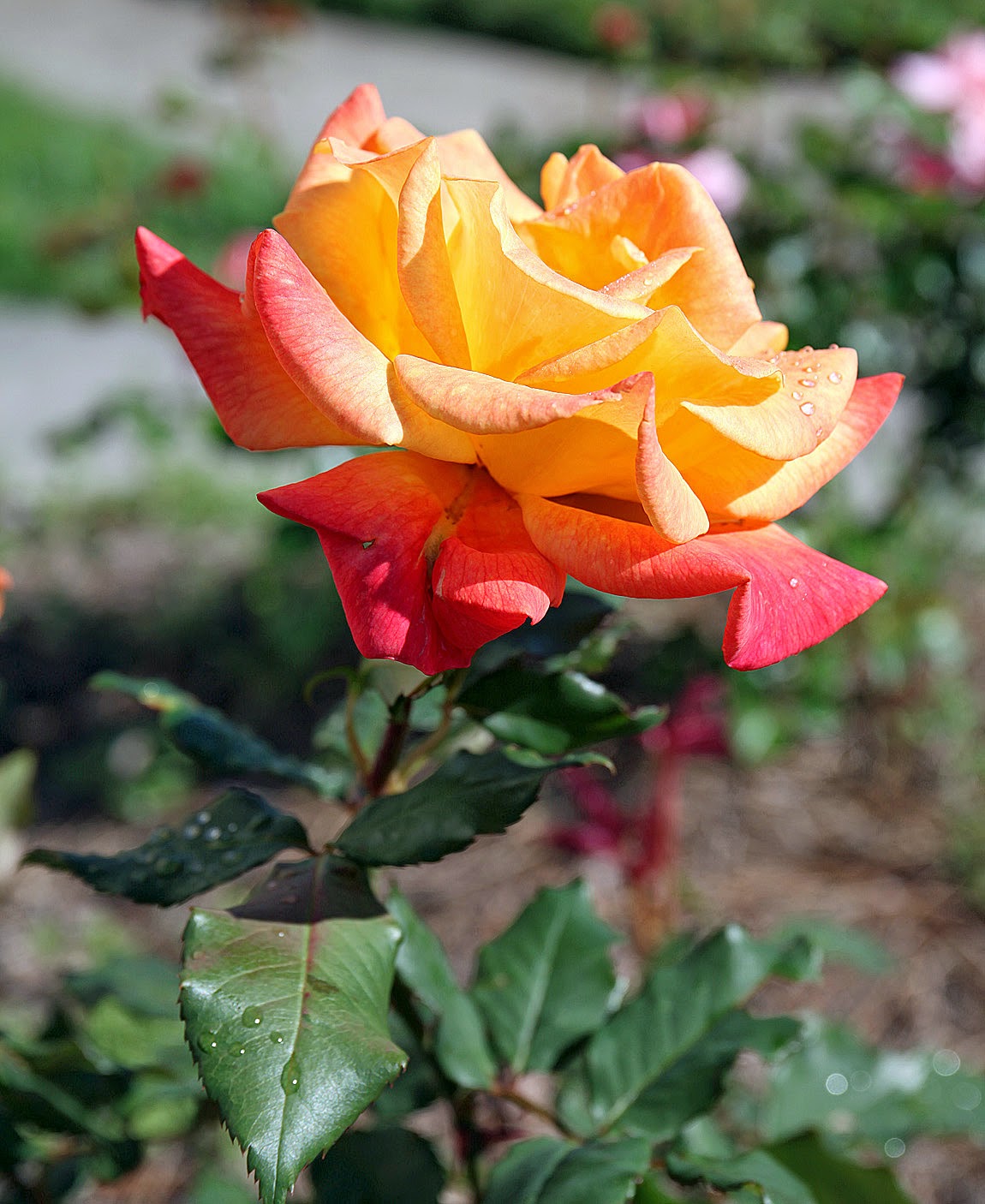 Southern Lagniappe Waiting for the Roses