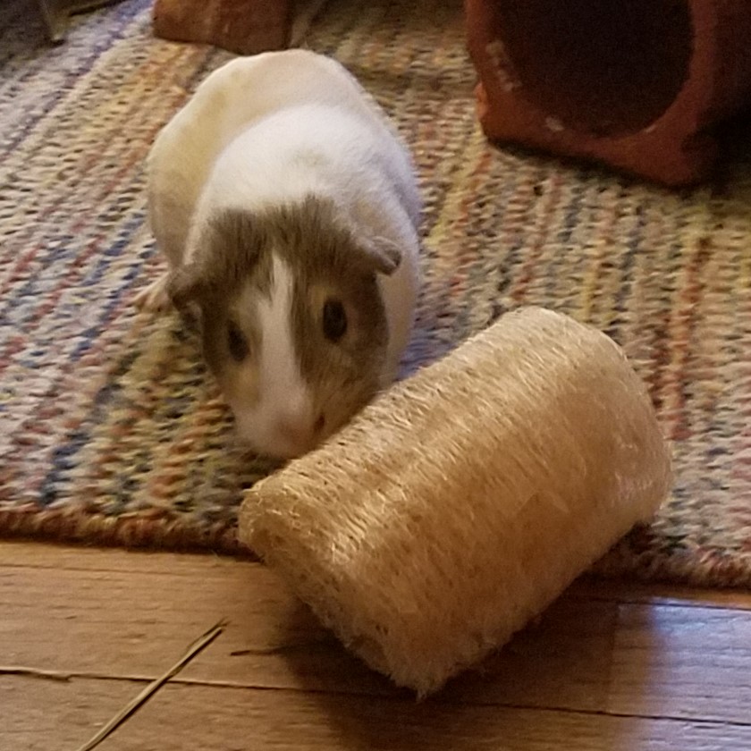 Cavy Savvy A Guinea Pig Blog Guinea Pig Product Review Small Pet