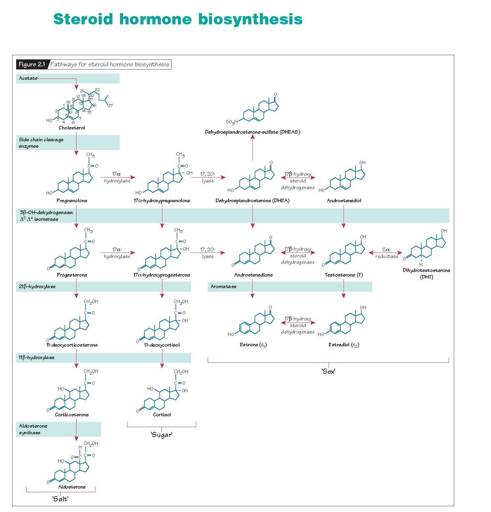 Steroid Hormone Biosynthesis, low density lipoproteins, Ovary, Testes, Adrenals,