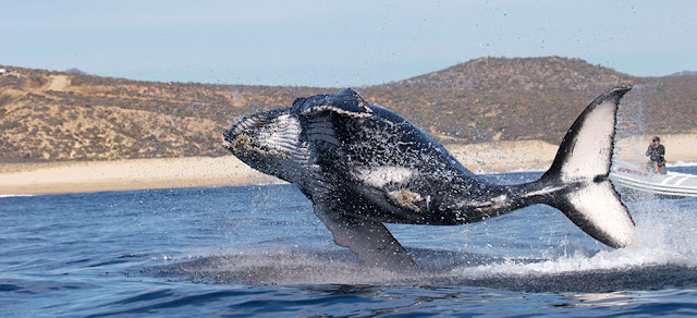 Avistamiento ballenas - La Paz, BCS