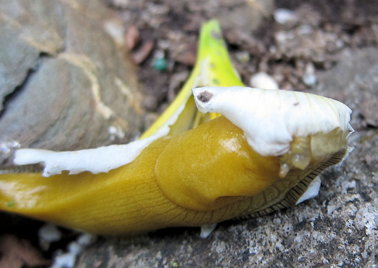Банан улиткам. Альпийский банановый СЛИЗЕНЬ. Банановые слизни спариваются. Половые органы слизняков.