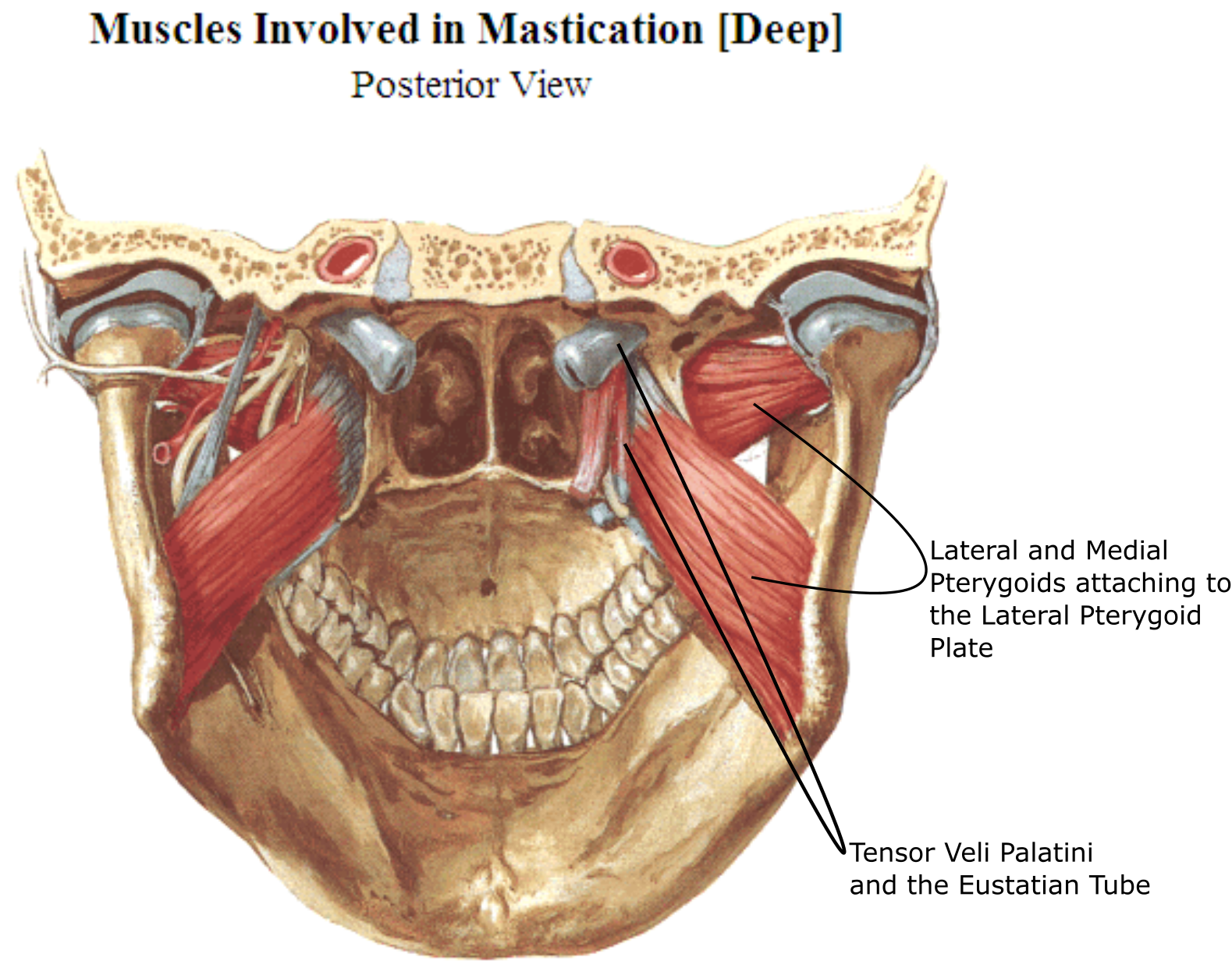 superior constrictor muscle attachment superior constrictor muscle attachment