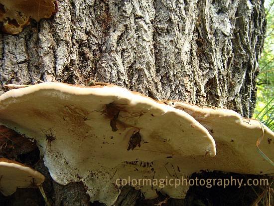 Artist's Conk-tree fungus