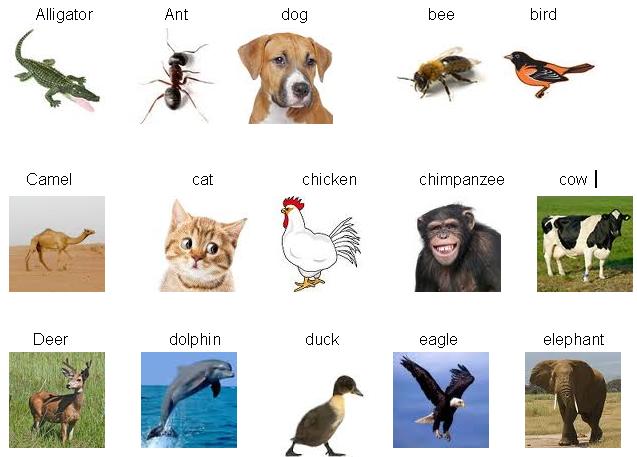 Learn ENGLISH with pleasure: The name of animals in english