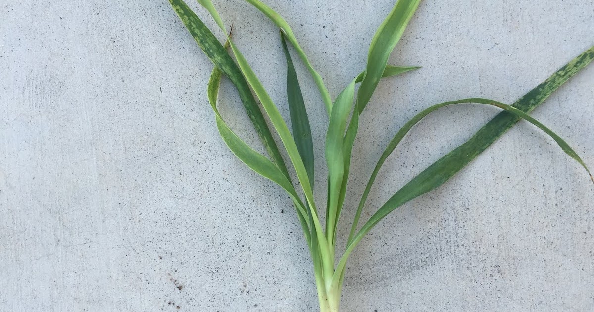 Xtremehorticulture of the Desert Controlling Nutgrass in Lawns