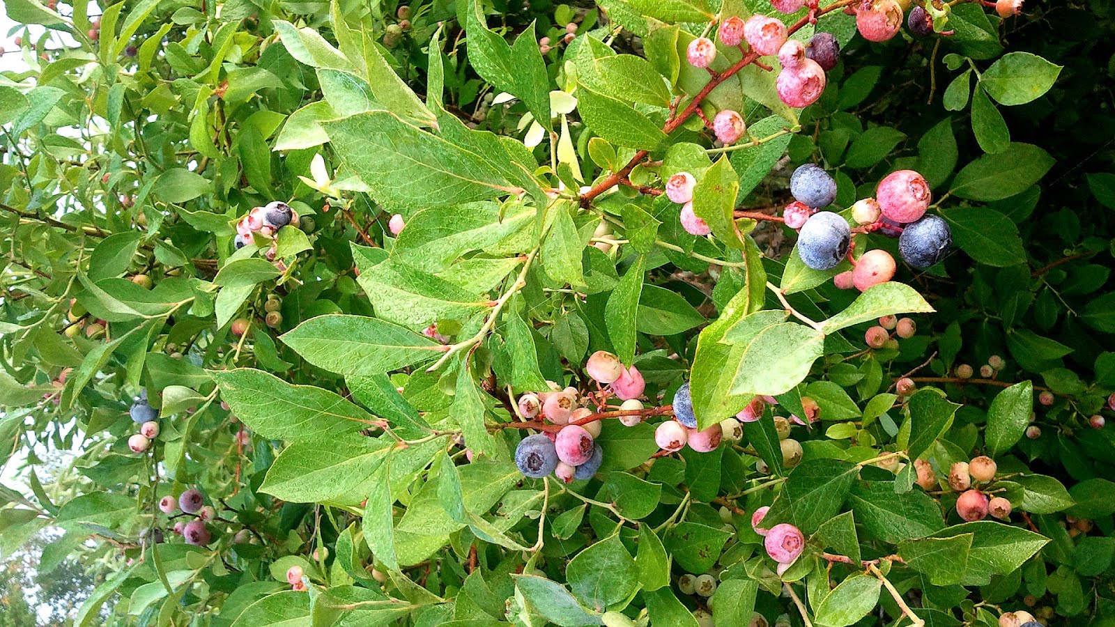 Blueberry Blueberry Tree Care Tree Choices