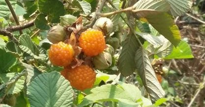 Medicinal Plants in India: Rubus ellipticus-Highbush raspberry