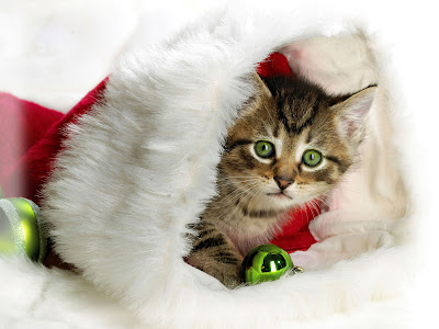 Gatito navideño en imagenes de fin de año y nuevo 2013
