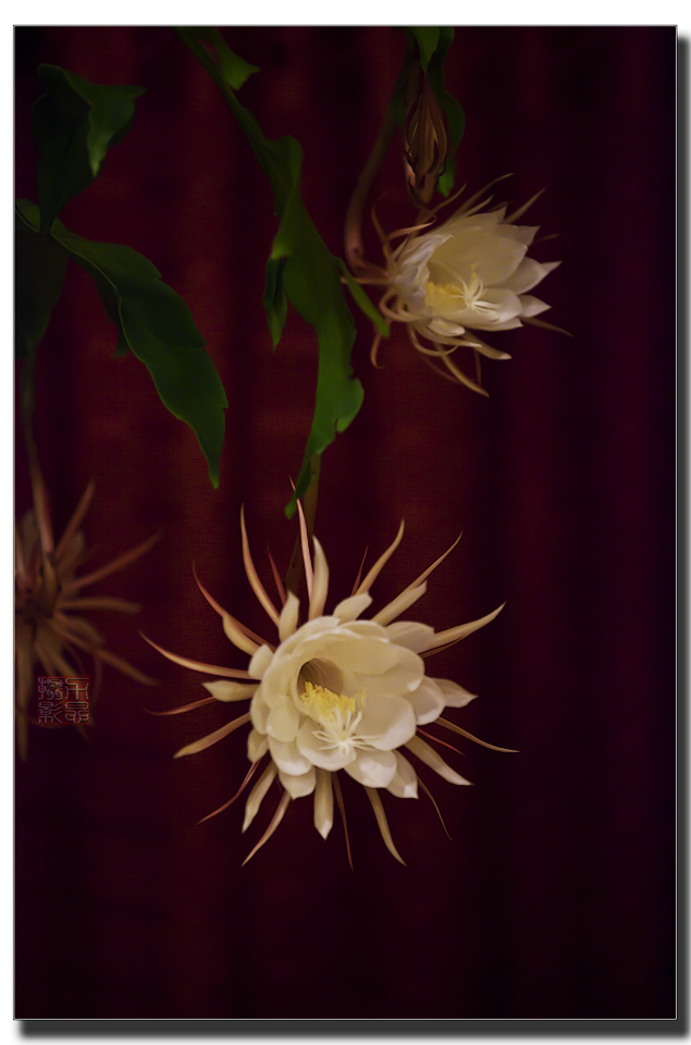 See What I See Queen Of The Night