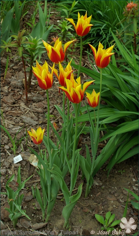 Tulipa 'Synaeda King' - Tulipan liliokształtny