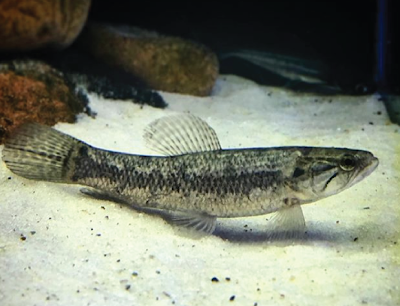 Habitat & Karakteristik Malabar Wolffish