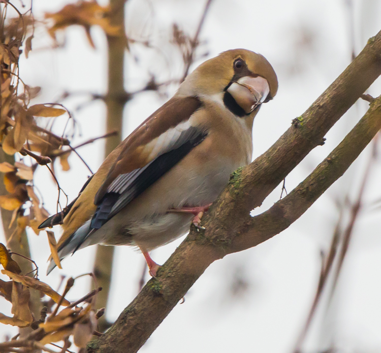 Barnsley Bird Sightings Broomhill Flash Hawfinch 24122017