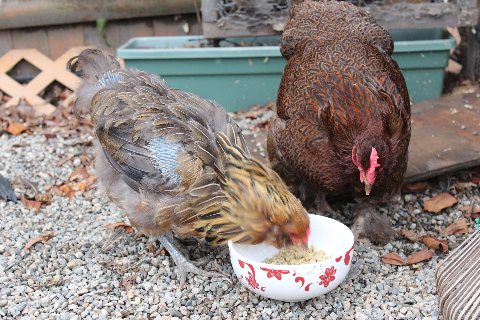 Red Pepper Flakes "No, I'm taking the chickens to the vet"