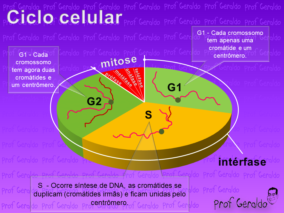Amantes da Biologia Com Prof. Alan Calvet: O que é CICLO CELULAR ...