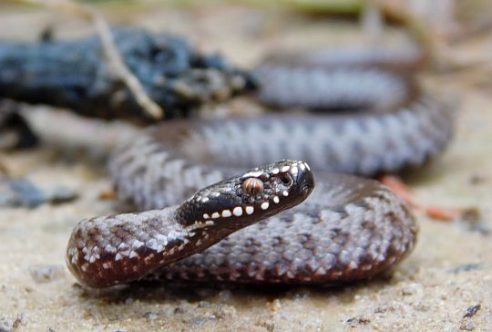 Żmija zygzakowata (Vipera berus).