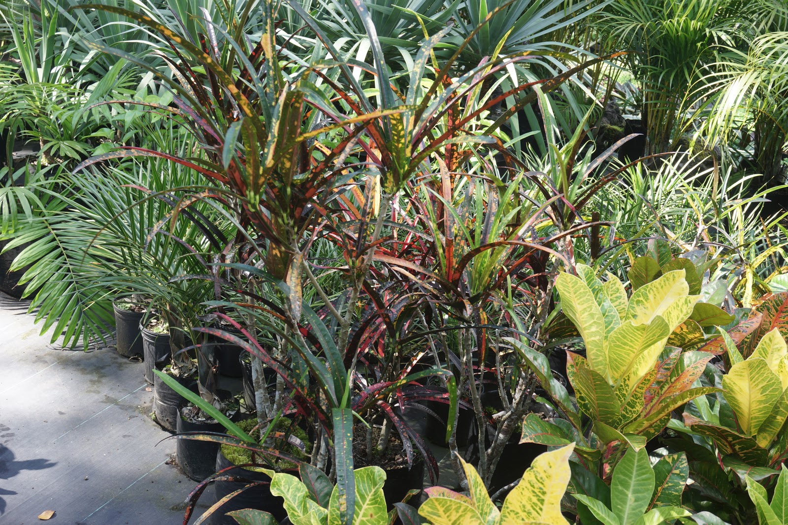 South Kona Nursery