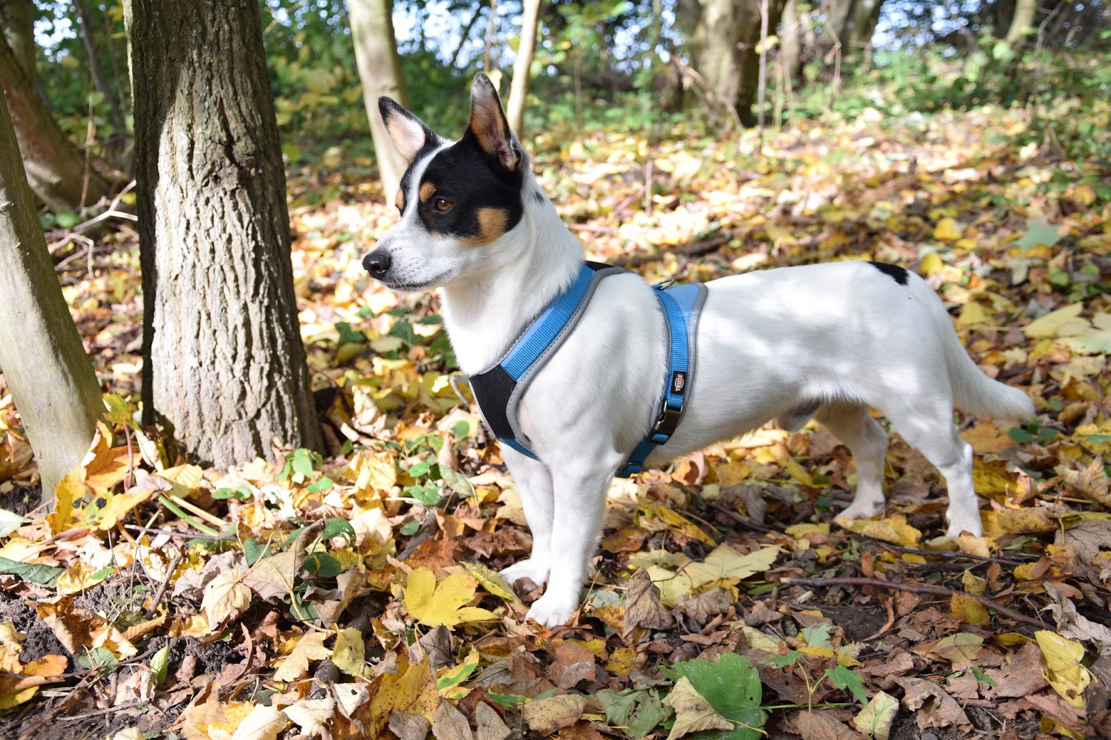 trixie experience touring