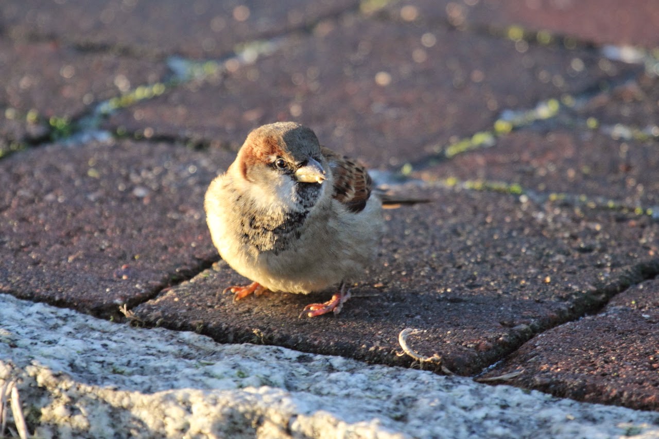 BirdLife Kristiansand Desember 2014