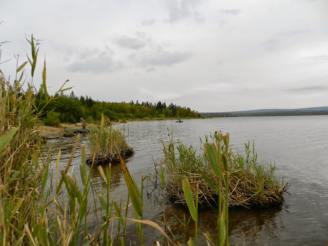 Кочки у берега озера Зюраткуль