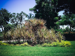Beautiful Garden View Of Dragon Tree Or Dracaena Marginata Plants