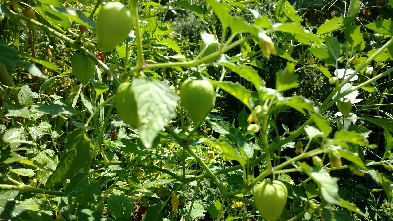 Tomatillos gone wild!