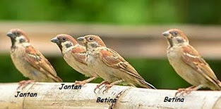 Cara Membedakan Burung Gereja Jantan Dan Betina Agar Gacor