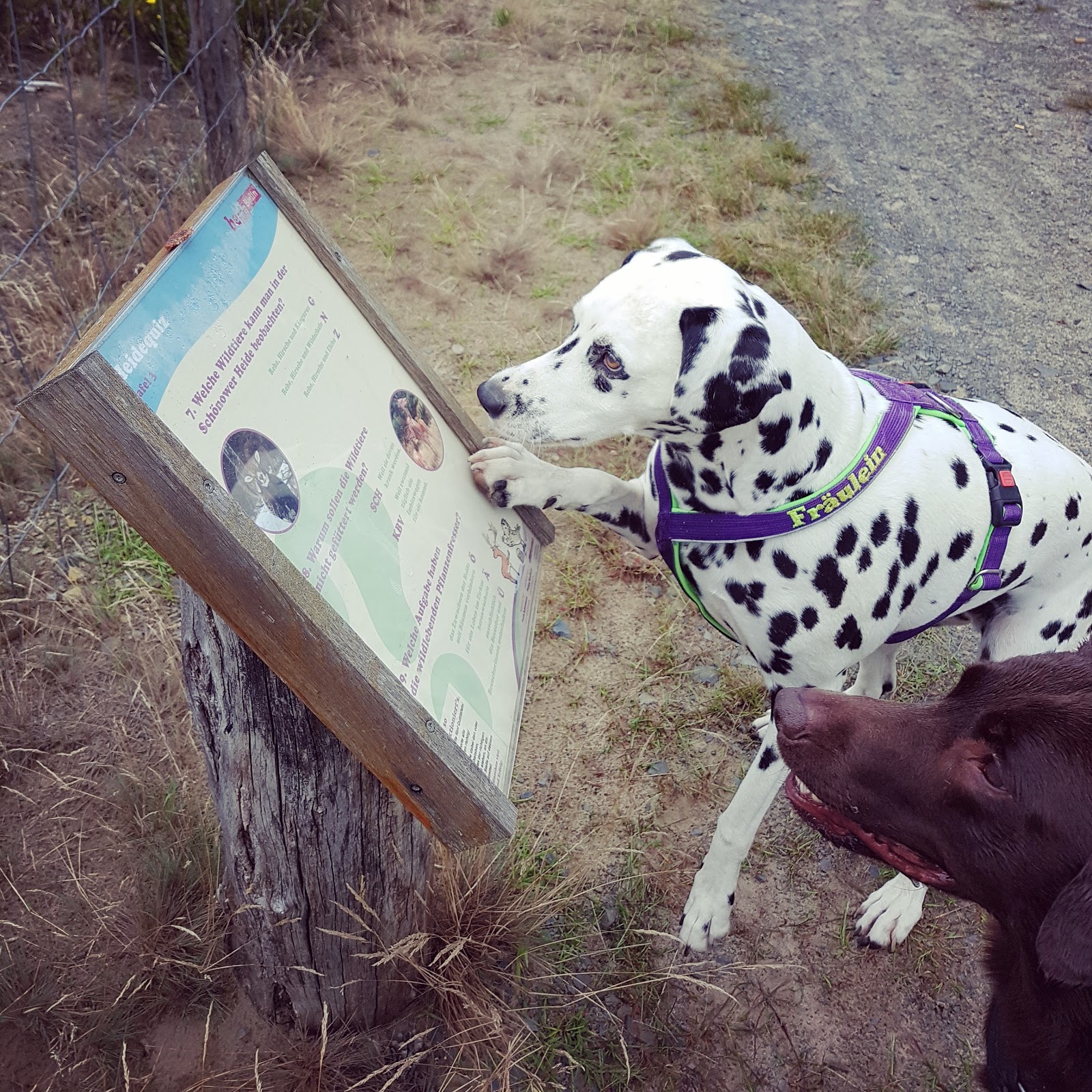2 4 Zusammen Unterwegs Wir Vor Ort Die Schonower Heide