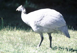 Ayam Mutiara Silver Dewasa