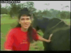 Horse+shitting+on+a+woman's+head+poop+feces+dumbass+stupid+gif+shit+for+brains.gif