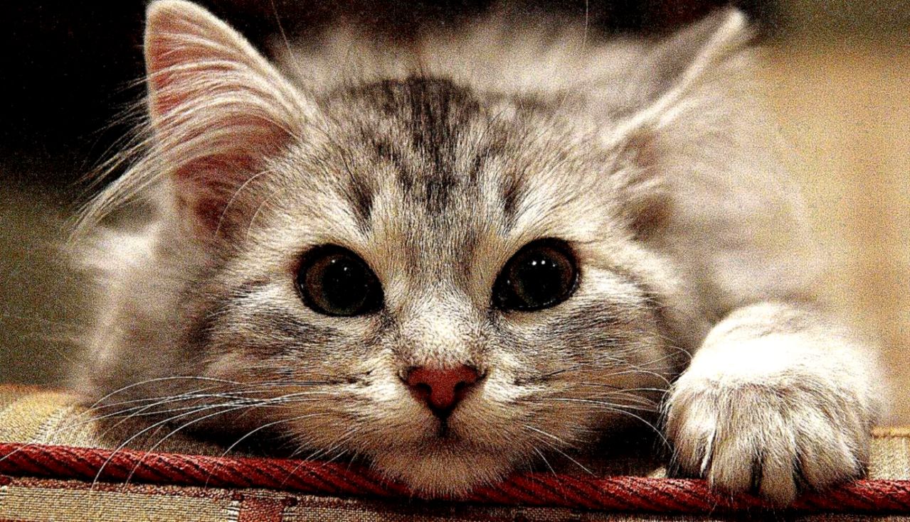 Cute Cat Sleeping Pretty  Best HD Wallpapers